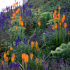 200 BLUE BOUQUET VERONICA Spicata Spike Speedwell Herb Flower Seeds