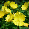 150 DWARF EVENING PRIMROSE ( Missouri Primrose / Ozark Sundrops ) Oenothera Macrocarpa syn. Missouriensis Native Yellow Flower Seeds