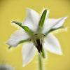 50 WHITE BORAGE Borago Officinalis Bianca Herb Flower Seeds