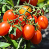 500 ITALIAN ROMA TOMATO Lycopersicon Lycopersicum Fruit Vegetable Seeds