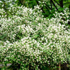 20 SWEET MOCK ORANGE English Dogwood Philadelphus Coronarius Shrub Flower Seeds
