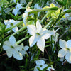 Jasmine Aztec Nicotiana Seeds – (Ornamental Flowering Tobacco) Nicotiana Alata Flower – photo 4