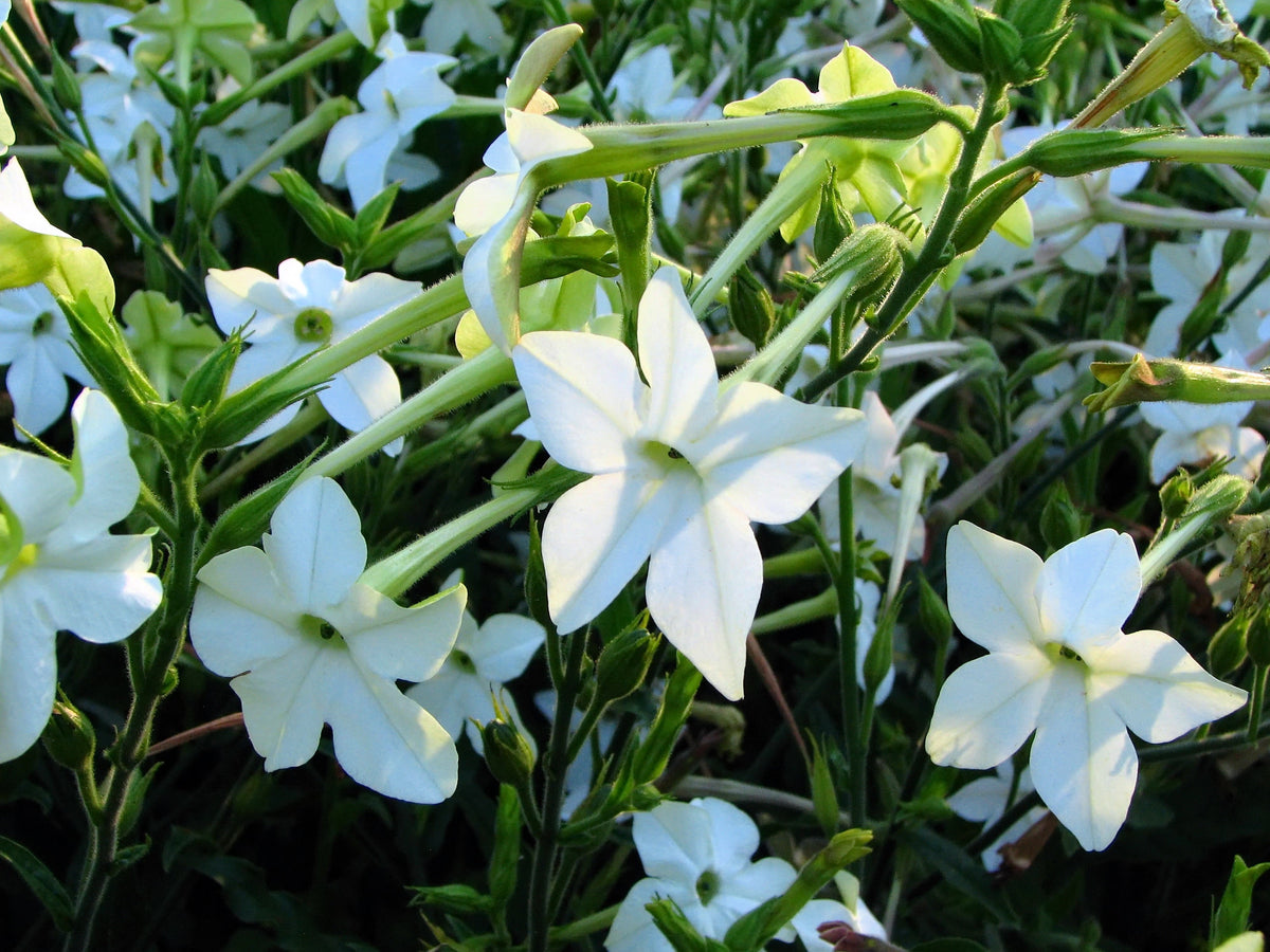Jasmine Aztec Nicotiana Seeds – (Ornamental Flowering Tobacco) Nicotiana Alata Flower – photo 4