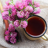 Red Clover Seeds – Monarchs Trifolium Pratense Rose Mauve Flower Ground Cover – photo 5