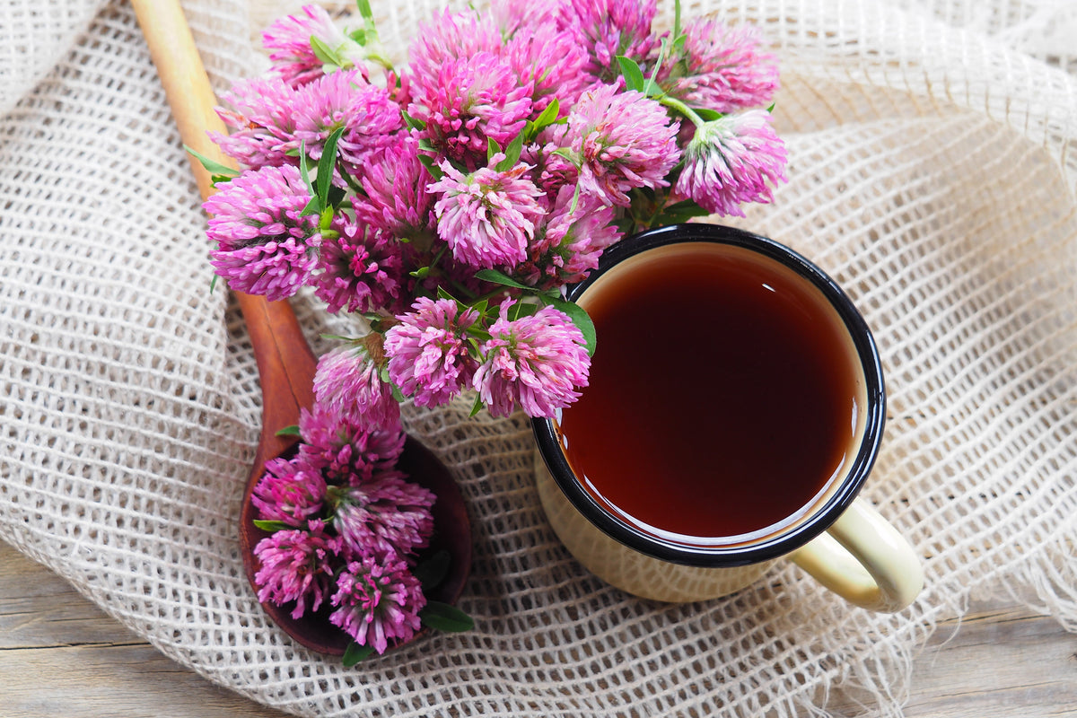Red Clover Seeds – Monarchs Trifolium Pratense Rose Mauve Flower Ground Cover – photo 5