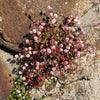 20 PUNCHING BALLS Pink Buttons Persicaria Capitata Polygonum Flower Seeds