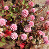20 PUNCHING BALLS Pink Buttons Persicaria Capitata Polygonum Flower Seeds