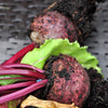 Piatta D'egitto Beet Seeds' – Italian Heirloom Beta Vulgaris Cicla Vegetable – photo 2