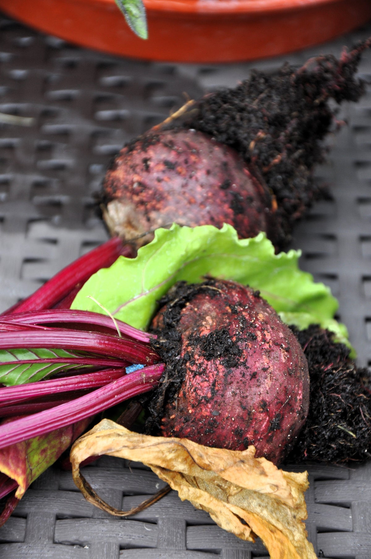 Piatta D'egitto Beet Seeds' – Italian Heirloom Beta Vulgaris Cicla Vegetable – photo 2