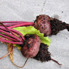 Piatta D'egitto Beet Seeds' – Italian Heirloom Beta Vulgaris Cicla Vegetable