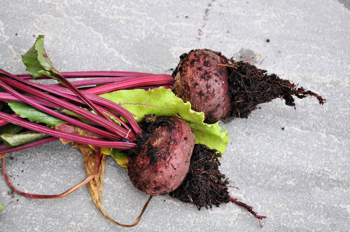 Piatta D'egitto Beet Seeds' – Italian Heirloom Beta Vulgaris Cicla Vegetable