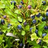 20 Common BILBERRY Fruit Shrub European Blueberry Vaccinium Myrtillus Seeds