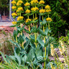 30 GREAT YELLOW GENTIAN Gentiana Lutea Herb Flower Seeds