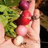500 Mixed Colors EASTER EGG RADISH Raphanus Sativus Vegetable Seeds