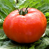 Red Rutgers Tomato Seeds – Lycopersicon Globe Determinate 8 oz Fruit Vegetable – photo 4