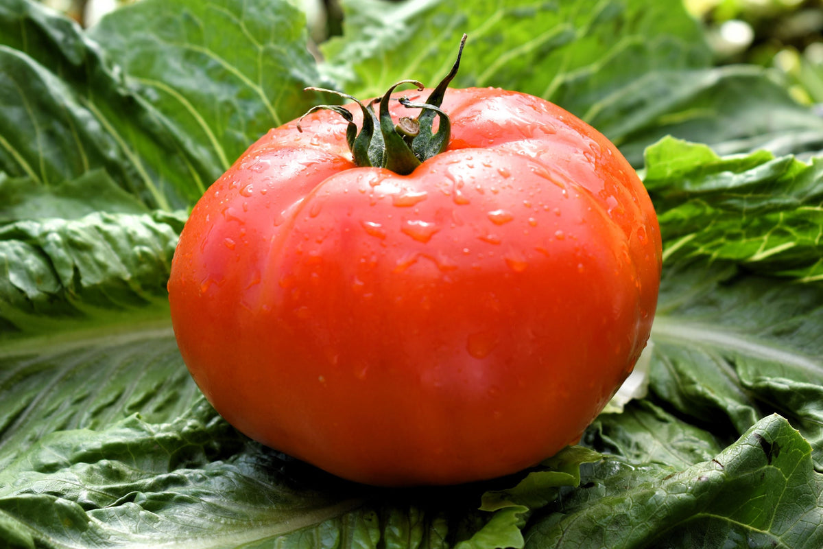 Red Rutgers Tomato Seeds – Lycopersicon Globe Determinate 8 oz Fruit Vegetable – photo 4