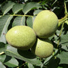 5 ENGLISH WALNUT aka Common, Hardy Carpathian, Persian Nut Fruit Tree Juglans Regia Orientis Seeds