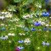 400 Blue & White LOVE IN A MIST Nigella Damascena Fennel Flower Seeds