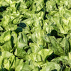 250 SUGAR LOAF ENDIVE Radicchio Escarole Cichorium Intybus Green Vegetable Seeds