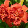 10 MIXED COLORS DAYLILY Hemerocallis Day Lily Fine Mix Red Purple Flower Seeds