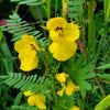 300 Yellow PARTRIDGE PEA (Sleeping Plant / Sensitive Pea) Chamaecrista Fasciculata Flower Seeds