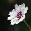 25 WHITE CUPID'S DART Love Plant Catananche Caerulea Flower Seeds