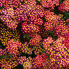 600 RED YARROW Achillea Millefolium Rubra Flower Seeds