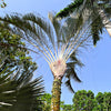 10 TRIANGLE PALM TREE Dypsis Decaryi Rare Tropical from Madagascar Seeds