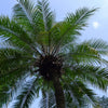Pygmy Date Palm Seeds – Phoenix Roebelenii Dwarf Miniature Ornamental Fruit Tree Houseplant – photo 8