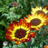 100 GERMAN FLAG DAISY Chrysanthemum Carinatum Tricolor Painted Red Yellow Black Flower Seeds