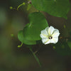 10 White CHRISTMAS VINE Turbina Flower Rivea Ipomoea Corymbosa Seeds