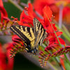 10 RED LUCIFER CROCOSMIA Crocosmia Masoniorum Flower Seeds