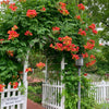 25 Orange HUMMINGBIRD TRUMPET CREEPER Campsis Radicans Vine Flower Seeds