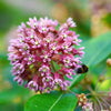 100 PINK MILKWEED Common Asclepias Syriaca Monarch Flower Seeds