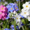 100 Mixed FORGET ME NOT Pink Blue White Mix Myosotis Alpestris Flower Seeds *Flat Shipping