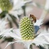 10 Giant SILVER SEA HOLLY Eryngium Giganteum Miss Willmott's Ghost Flower Seeds