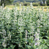 200 Lemon LEMONY CATNIP Nepeta Cataria Citriodora Herb Flower Seeds
