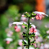 30 CORAL NYMPH SALVIA Coccinea Hummingbird Sage Flower Seeds