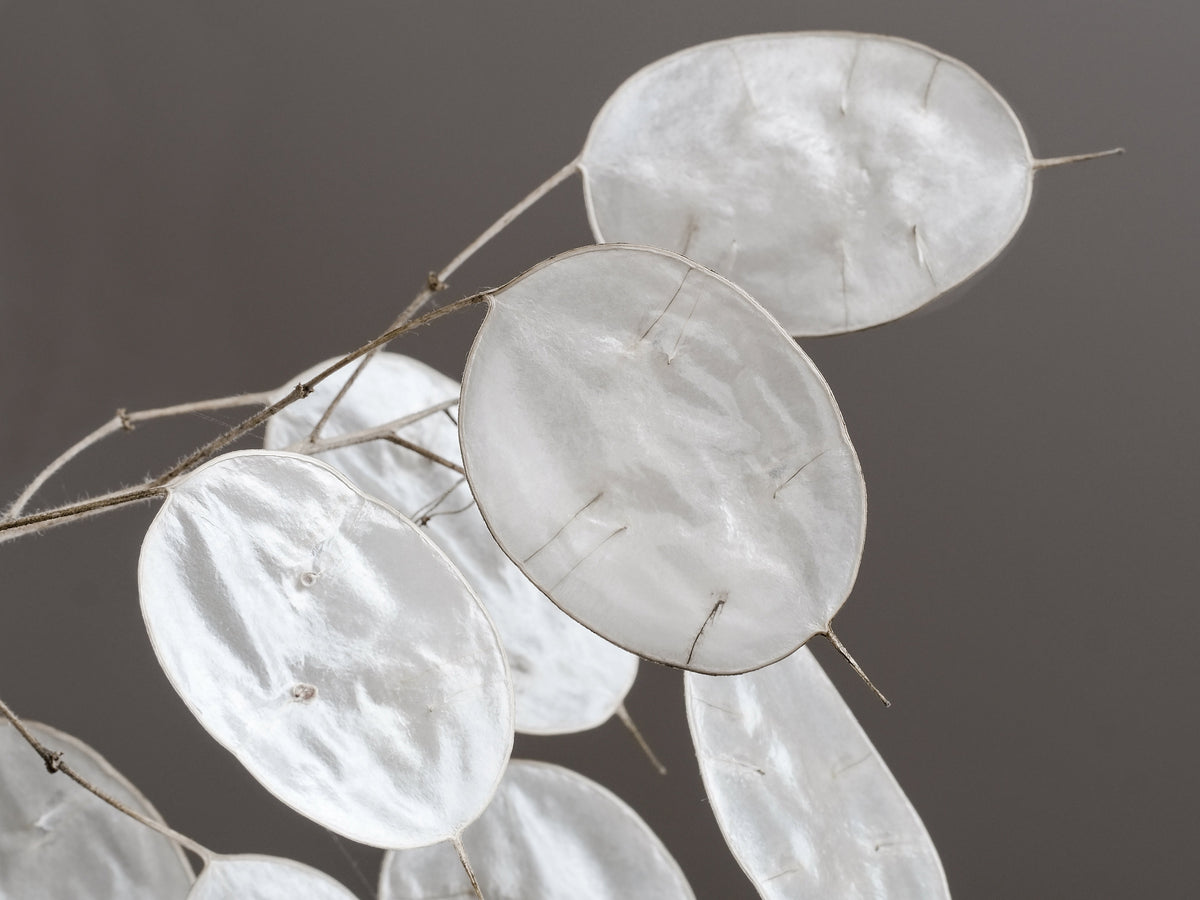 Lunaria Biennis ( Money Plant / Silver Dollar / Honesty / Moonwort ) Flower Seeds – photo 10