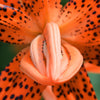 15 WESTERN HYBRIDS LILY Tiger, Leopard, Lemon, Alpine, Kellogg - Mixed Colors Pink, Red, Yellow, Orange - Native Lilium Flower Seeds