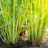 100 LEMONGRASS East Indian Lemon Grass Fragrant Ornamental Edible Cymbopogon Flexuosus Seeds