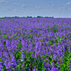 Cimarron Alfalfa Seeds – Medicago Sativa Ground Cover Forage Purple Flower