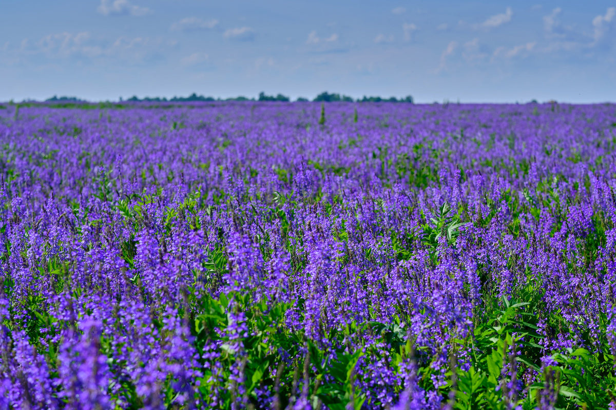 Cimarron Alfalfa Seeds – Medicago Sativa Ground Cover Forage Purple Flower