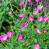 100 PURPLE Gleam CALIFORNIA POPPY Eschscholzia Californica Flower Seeds