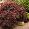 Red Dwarf Japanese Laceleaf Maple Seeds – Tree Lace Blood Acer Palmatum Atropurpureum Dissectum Shrub – photo 2