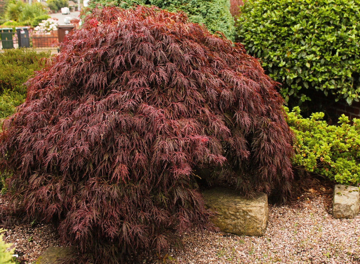 Red Dwarf Japanese Laceleaf Maple Seeds – Tree Lace Blood Acer Palmatum Atropurpureum Dissectum Shrub – photo 2