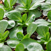 500 Dutch CORN SALAD Lambs Lettuce Valerianella Locusta Herb Vegetable Seeds