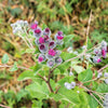 200 Great BURDOCK Arctium Lappa (Edible Burdock / Cockle-Button / Beggar's Buttons) HERB Flower Seeds