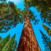 40 GIANT SEQUOIA Sequoiadendron Giganteum Sierra Redwood Tree Seeds