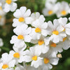 50 WHITE KNIGHT NEMESIA Strumosa Flower Seeds